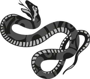 Serpent taichi morlaix